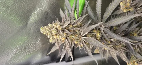 Sweet Flurry - Frozen Bag x Sweet Slurple