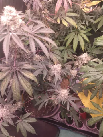 Space Juice x Sweet Slurry