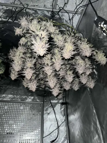 Sweet Flurry - Frozen Bag x Sweet Slurple