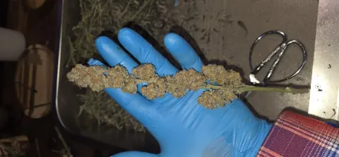Sweet Flurry - Frozen Bag x Sweet Slurple