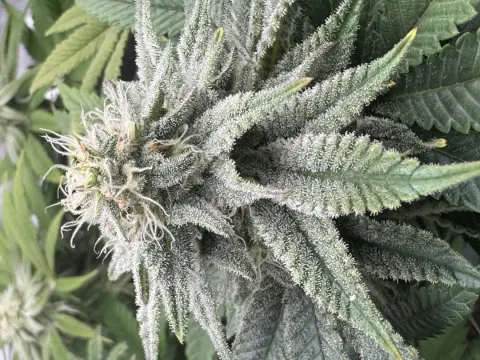 Sugar Cane Selfie Seeds™ - Strain 4our