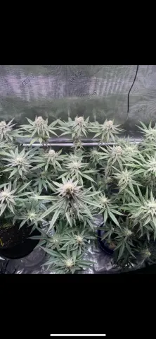 Strawberry Sugar - White Wedding V2 Selfie Seeds™
