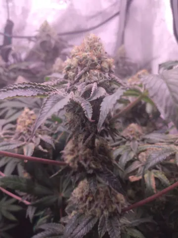 Sweet Flurry - Frozen Bag x Sweet Slurple