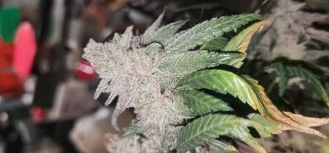 Strawberry Sugar - White Wedding V2 Selfie Seeds™