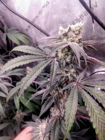 Space Juice x Sweet Slurry