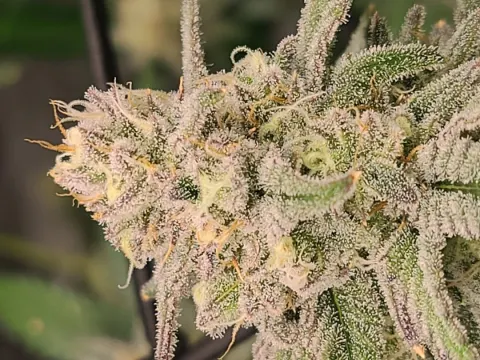 Strawberry Banana x White Wedding 