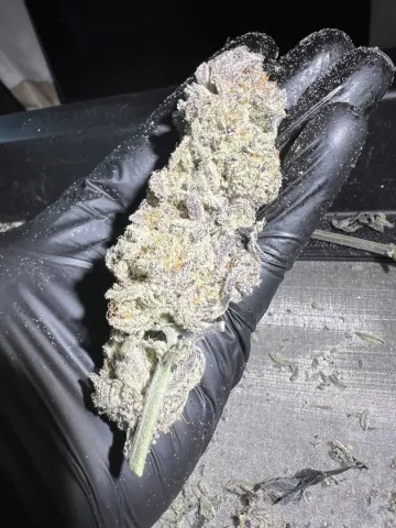 Sweet Flurry - Frozen Bag x Sweet Slurple