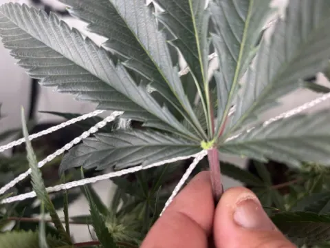 Gx2 Domino(Double Grape x White Wedding) Selfie Seeds™ 