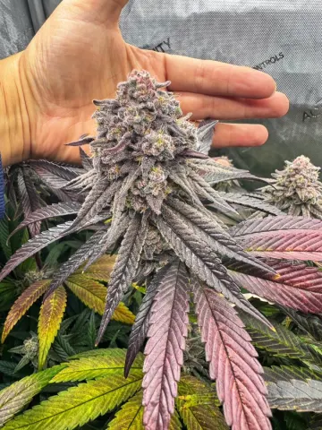 Strawberry Sugar - White Wedding V2 Selfie Seeds™