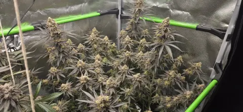 Sweet Flurry - Frozen Bag x Sweet Slurple
