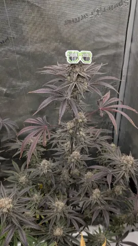 Gx2 (Domino) x Caramel Apple Gelato