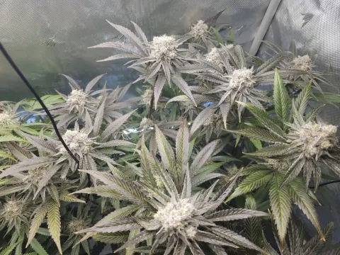Strawberry Sugar - White Wedding V2 Selfie Seeds™