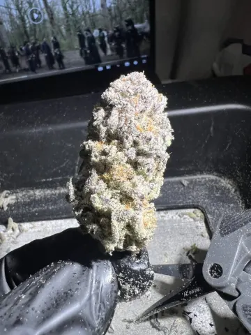 Sweet Flurry - Frozen Bag x Sweet Slurple