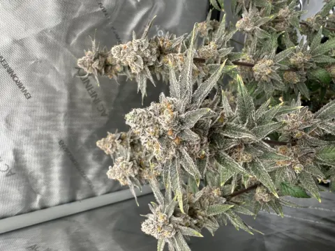 Sweet Flurry - Frozen Bag x Sweet Slurple