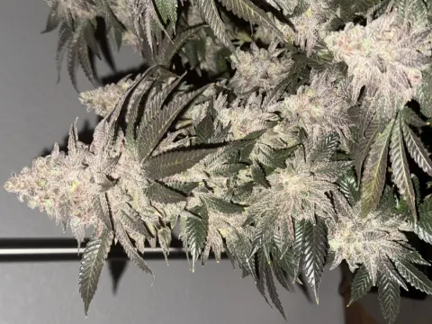 Dip N Stix - Deluxe Sugarcane Selfie Seeds™