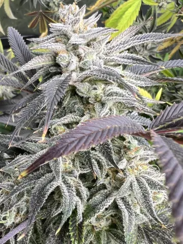 Gx2 Domino(Double Grape x White Wedding) Selfie Seeds™ 